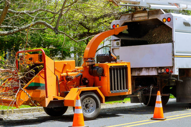 How Our Tree Care Process Works  in Schuylerville, NY